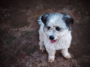 High angle portrait of dog standing outdoors