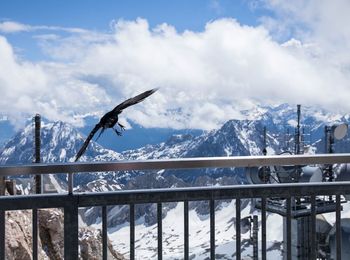 Birds flying over snowcapped mountains against sky