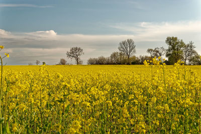 Scenic view of oilseed rape field against sky at night