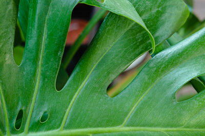 Close-up of green leaves