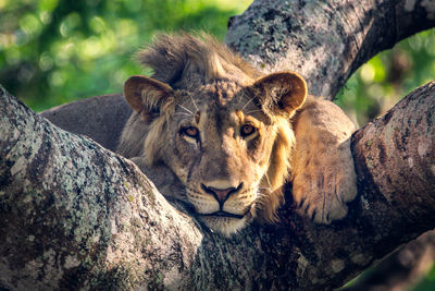 Young male lion in tree, close-up, staring at camera, tembe elephant park south africa. 