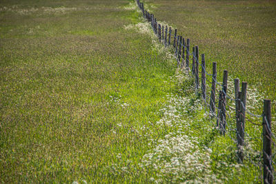 Plants growing on field