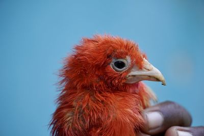 Colorful cute red color baby chick hen kept in a girl hand. portrait of baby hen holding in hands.