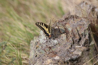 Close-up of butterfly on rock