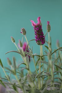 Close-up of pink flowering plant
