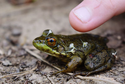 Close-up of a hand holding lizard