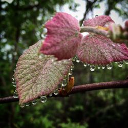 Close-up of water drops on flower