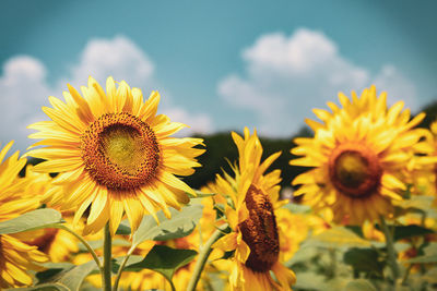Close-up of sunflower on field