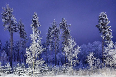 Panoramic view of pine trees against sky during winter