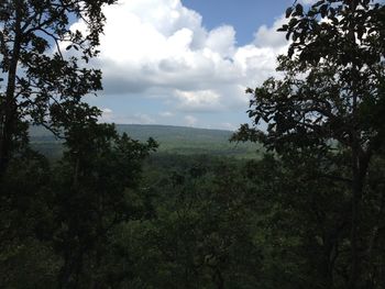 Scenic view of forest against sky