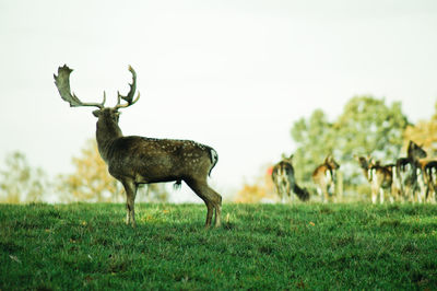 Stag on grassy field against clear sky