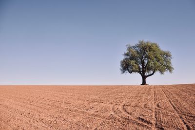 Tree on field against clear sky