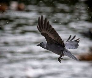 Bird flying over the lake
