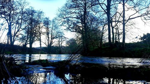 Reflection of trees in water