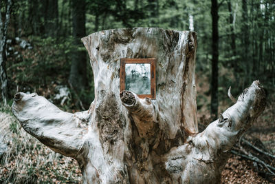 Mirror on tree trunk at forest