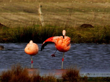 Flamingos in lake
