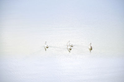 Flock of sheep in a lake