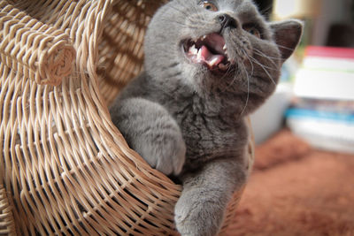 Close-up of cat yawning