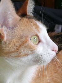 Close-up portrait of cat