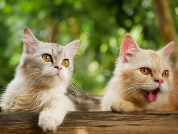 Two persian cat with blurry background