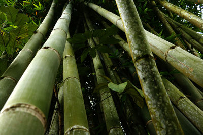 Close-up of bamboo plant