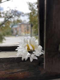 Close-up of white flowering plant against tree trunk