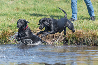 Two pedigree black labradors jumping into the water