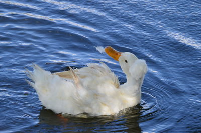 Swan swimming in lake