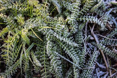 Full frame shot of plants during winter