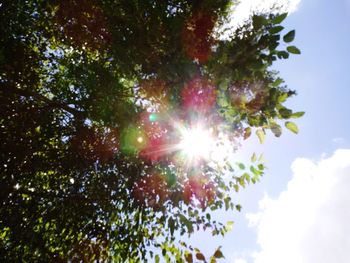 Low angle view of sunlight streaming through tree