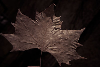leaf