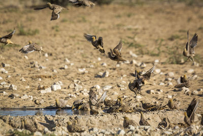 Flock of birds flying