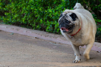 Close-up of pug