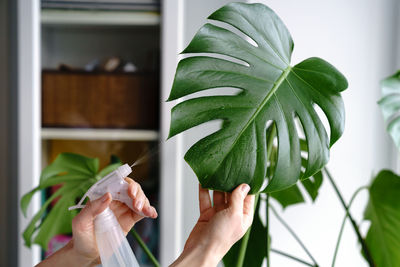 Woman spraying monstera houseplant, moisturizes leaves during the heating season at home. 