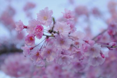 Pink flowers blooming on tree