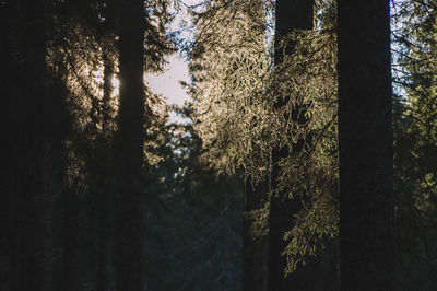 Low angle view of trees in forest against sky