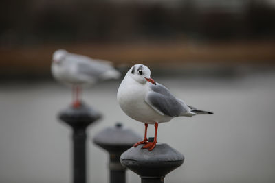 Close-up of seagull perching on railing