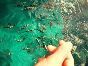 High angle view of person hand in swimming pool