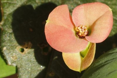 Close-up of pink flower growing outdoors