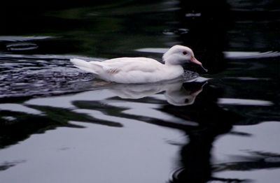 White duck swimming in lake