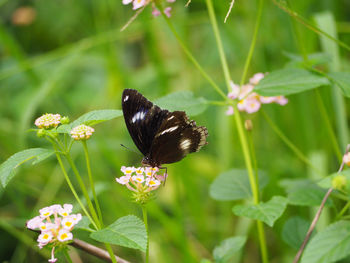 Close-up of butterfly pollinating on flower