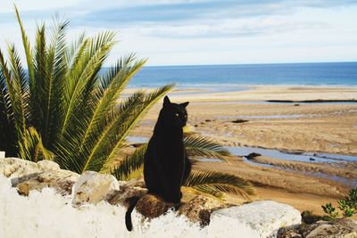 Black cat on wall against beach