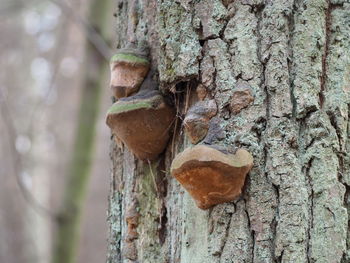 Close-up of tree trunk