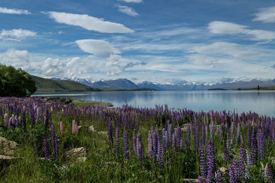 Flowers growing in water against sky