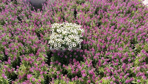 Full frame shot of flowers