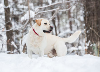 White dog on snow covered land