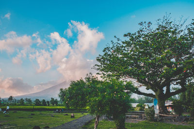 Trees on field against sky