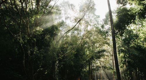 Low angle view of sunlight streaming through trees in forest