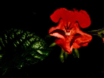 Close-up of red poppy blooming against black background