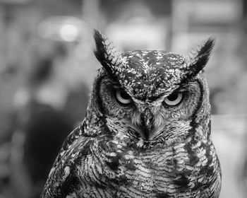 Close-up of owl